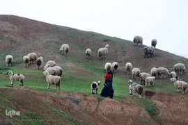 مادران ایل