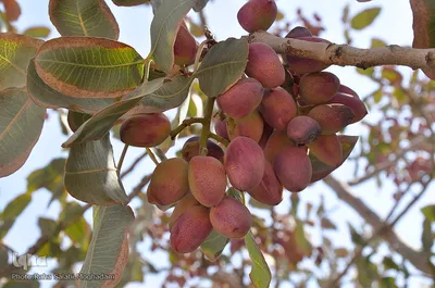 برداشت رزق حلال از باغات پسته