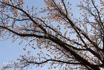 شکوفه های بهاری در زنجان