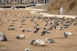 قبرستان ابوطالب در ایام سالروز شهادت حضرت زهرا(س)