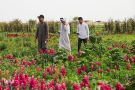 برداشت گل شب‌بو در حمیدیه
