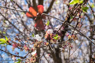 شکوفه‌های زردآلو در روستای منصوریه بهبهان
