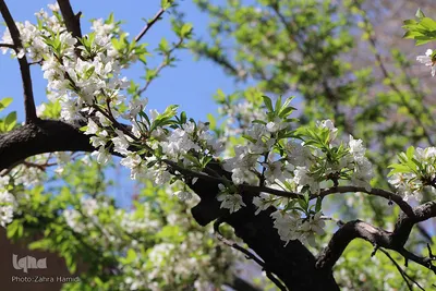 باغ رحیم‌آباد بیرجند