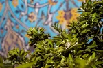 عطر بهار نارنج در شاهچراغ(ع)