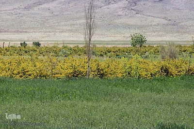 در انتظار دانه‌های طلایی زرشک
