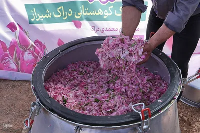 نخستین رویداد گلاب‌گیری سنتی در بوستان کوهستانی دراک شیراز