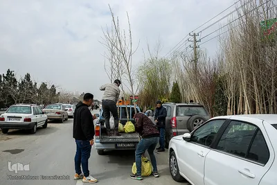 بازار نهال مشهد در آستانه فصل بهار
