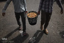 برداشت رطب و خارَک از نخلستان‌های شادگان