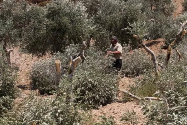 Batı Şeria’da Filistinlilere ait 2 bin zeytin ağacını söküldü