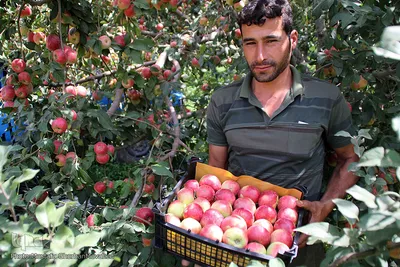 برداشت سیب از باغات میوه شهرستان اهر