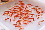 حال و هوای بازار تبریز در شب عید