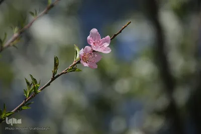 نرم نرمک می‌رسد اینک بهار