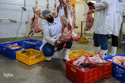 آغاز بسته بندی گوشت نذری حسینیه اعظم زنجان
