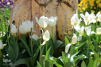 لاله های پارک ائل گلی تبریز