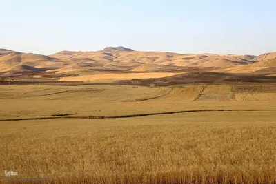 برداشت محصول گندم از مزارع شهرستان اهر