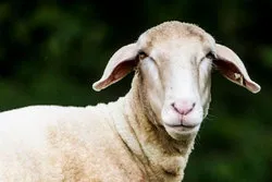Kurbanfest: Keine Anträge zum Schächten von Tieren