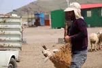 بازار گرمی گوشت قربانی در عید قربان – شهرستان اهر