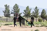 حسینیه ایران؛ آیین سنتی سنگ زنی و نخل گردانی در روستای علاء سمنان