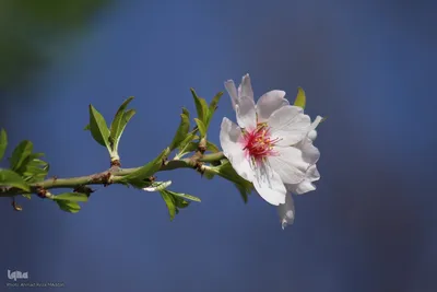 رویش شکوفه‌های زمستانی در شیراز