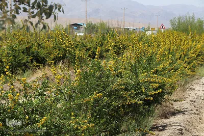 دانه‌های طلایی زرشک در کویر خراسان‌‌جنوبی