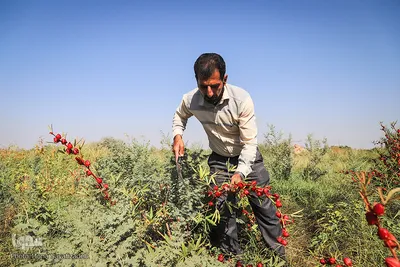 برداشت چای ترش در روستای «ابوالدبس» از توابع شهرستان کارون