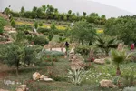 اردیبهشت باغ گل های شیراز‎‎