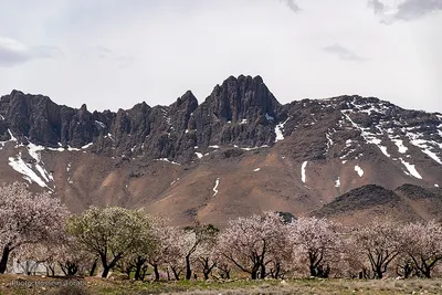 سامان شهر شکوفه‎های بهاری
