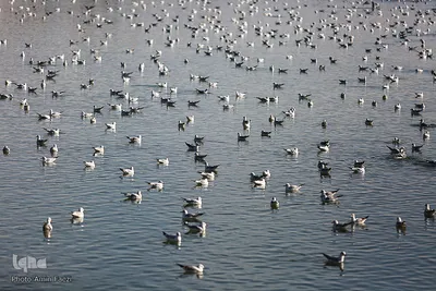 پرندگان مهاجر میزبان رودخانه خشک - شیراز