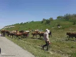 طبیعت بکر و زیبای منطقه گردشگری فندقلوی اهر