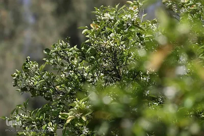 بهار نارنج شیراز