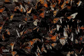 پروانه مونارک (شاه‌پروانه)