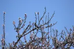 رویش شکوفه‌های زمستانی در شیراز