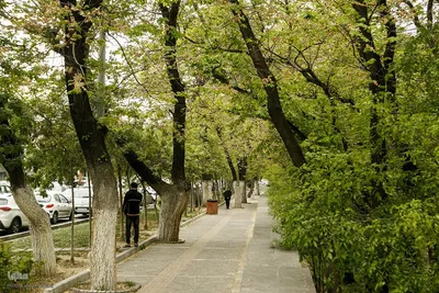 طبیعت بهاری تهران