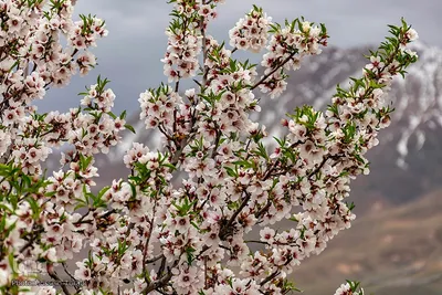 سامان شهر شکوفه‎های بهاری