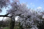رویش شکوفه‌های زمستانی در شیراز
