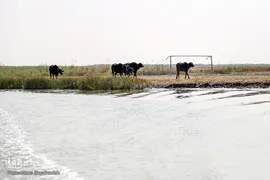 تالاب شادگان