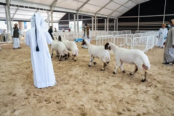 برپایی جشنواره حلال 2026 قطر