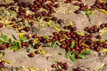 برداشت عناب در خراسان جنوبی