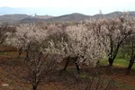 ریشه در خاک، سمبل مقاومت و ایستادگی