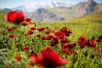 دشت شقایق‌های «رینه»