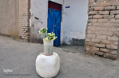 فصل برداشت در نرگس‌زارهای خوسف