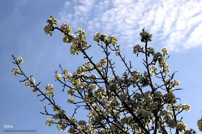 طبیعت بهاری شهرستان اهر