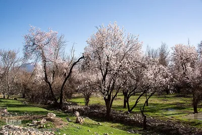 شکوفه‌های بهاری