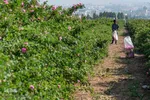 برداشت گل محمدی در ساوجبلاغ