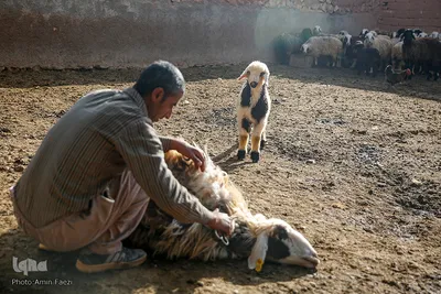 شستشو و پشم چینی بهاره در سروستان فارس