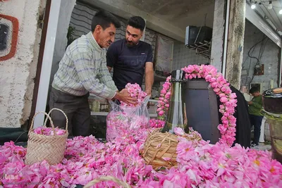 برداشت گل در میمند فارس برای دانش آموزان شهید میناب