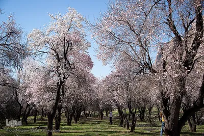 شکوفه‌های بهاری