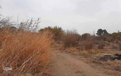 طبیعت پاییزی یزد در قاب تصویر