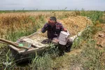 کشاورزان روزه‌دار در زمین‌های خود اقدام به برداش گندم می‌کنند 