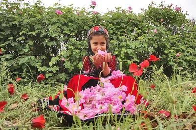 برداشت گل در میمند فارس برای دانش آموزان شهید میناب